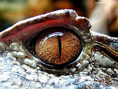 Eye_of_the_Gator copia